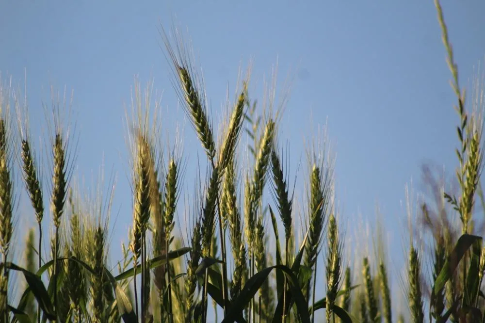 Trigo: primeiras áreas colhidas em Tenente Portela rendem 2.280 kg por hectare