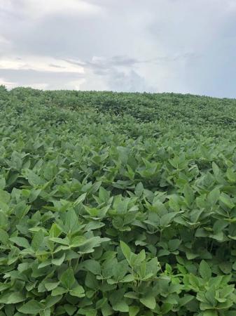 Maioria da área plantada com a oleaginosa está na fase de floração (Foto: Diones Roberto Becker)