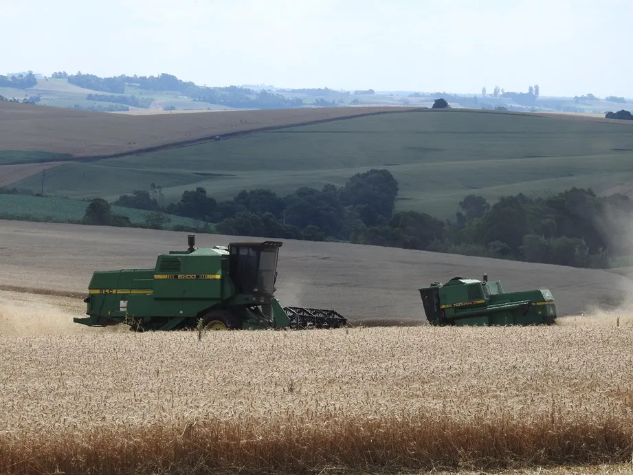 Colheita chegou a 9% da área cultivada no RS (Foto: Diones Roberto Becker)