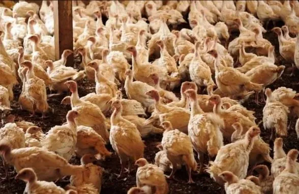 O contágio não ocorre pelo consumo dos alimentos. (Foto: Ernesto de Souza/Ed. Globo)