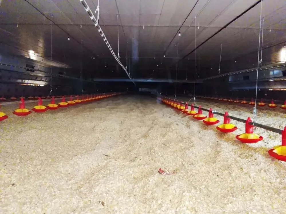 Avicultura de Três Passos recebe cerca de R$ 10 milhões em investimentos