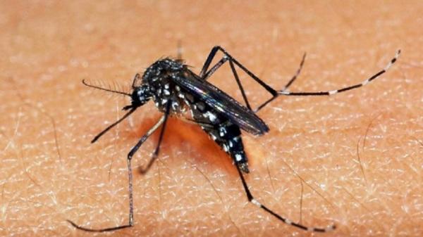 No ano, são 24 casos confirmados de dengue e outros 72 em investigação (Foto: Divulgação/SECOM-RS)