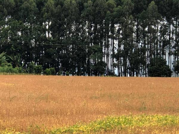 Safra 2018/19 registra a maior área plantada com soja da história do estado (Foto: Diones Roberto Becker)