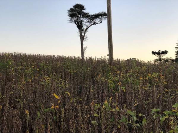 Mais de 40% das lavouras de soja estão maduras e por colher no Rio Grande do Sul (Foto: Diones Roberto Becker)