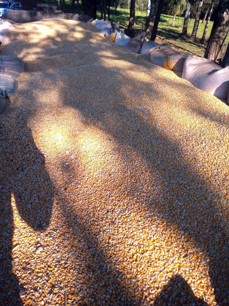 Fiscalização apreendeu uma carga de grãos de origem estrangeira (Foto: Divulgação/7º BPM)