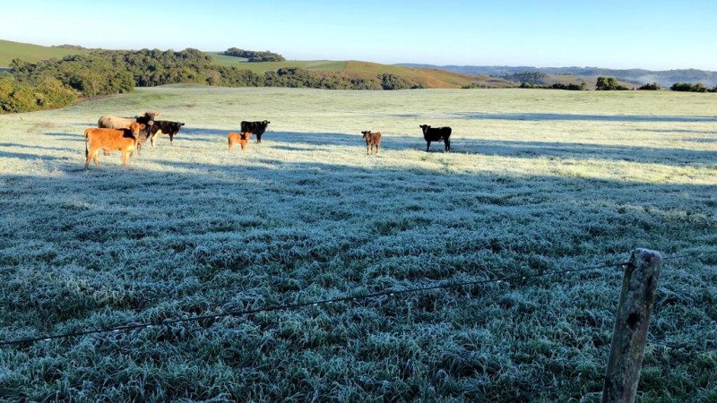 e dos últimos dias não deve implicar em perdas significativas no cenário agrícola gaúcho (Foto: Roger Terra de Moraes)