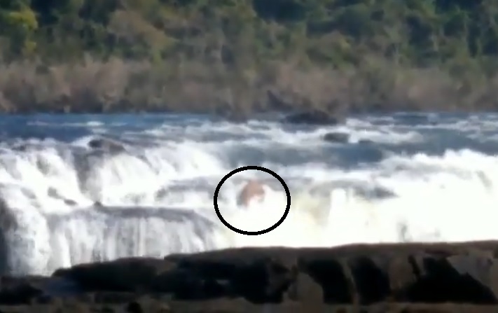 No Instagram do Parque Estadual do Turvo consta que a filmagem foi feita no domingo (1º/8) por turistas (Foto: Reprodução)