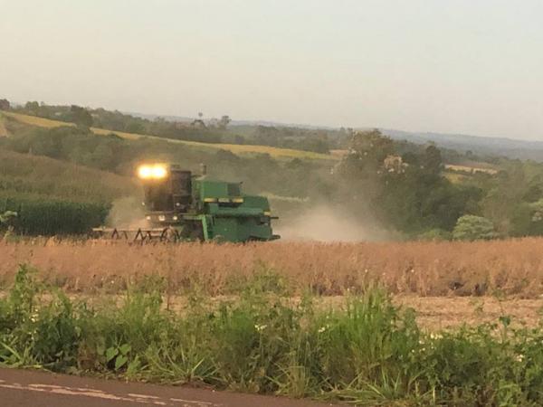 Produtividade média no estado gira em torno de 3.800 quilos por hectare (Foto: Diones Roberto Becker)