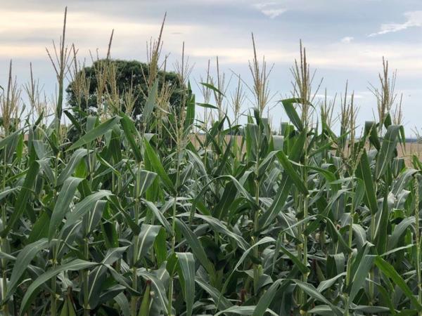 Emater-Ascar informou que 75% da área cultivada com milho no estado já foram ceifadas (Foto: Diones Roberto Becker)