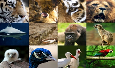 Várias espécies de animais já são encontrados apenas em cativeiros (Foto/Montagem: Reprodução)