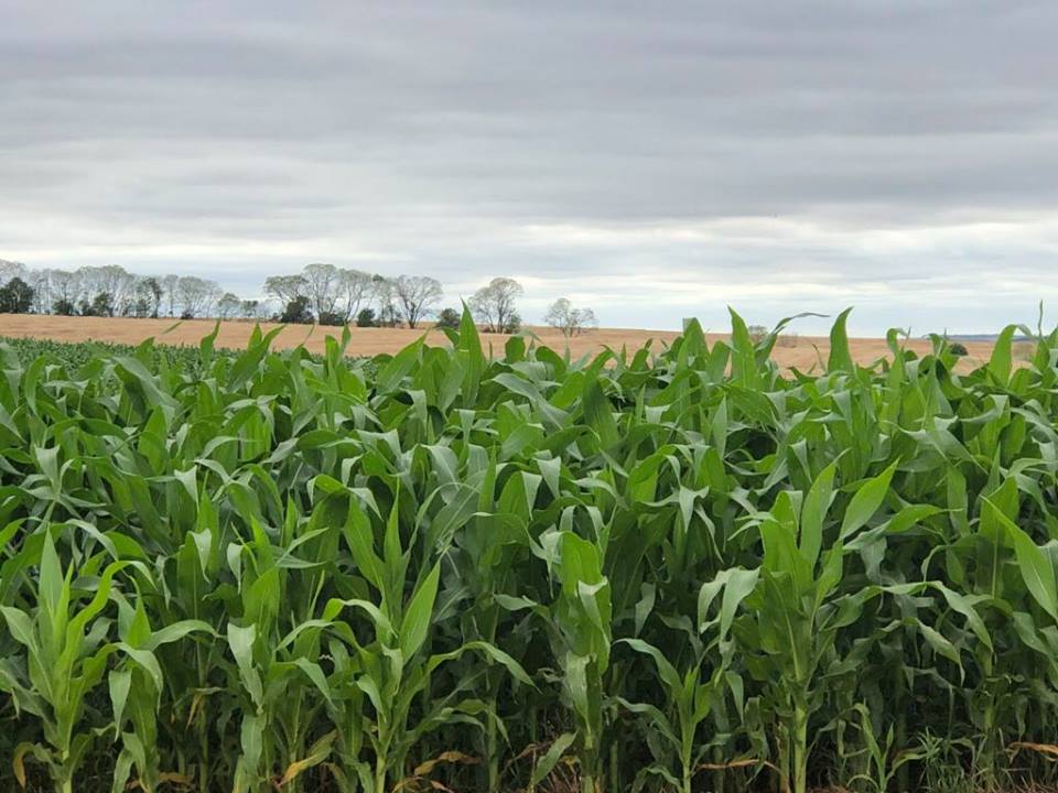 Estimativa inicial de produção da Emater-Ascar é de 6,11 milhões de toneladas (Foto: Diones Roberto Becker)