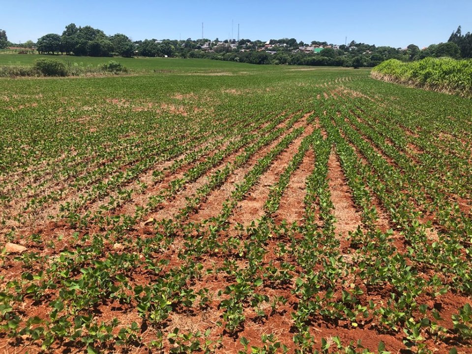 Sicredi registrou a contratação de mais de R$ 4,8 bilhões em crédito rural apenas no primeiro mês do Plano Safra 2021/2022 (Foto: Diones Roberto Becker)