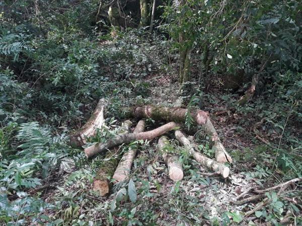 Homem e adolescente furtavam lenha numa propriedade rural na localidade de Sítio Prates (Foto: Divulgação/Brigada Militar)
