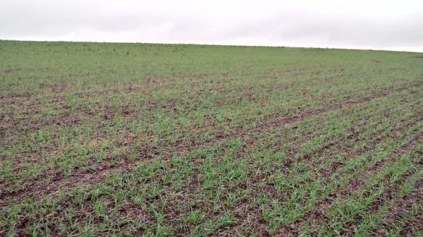 Pouca luminosidade e o clima chuvoso e úmido estão atrasando o plantio de trigo em algumas regiões gaúchas (Foto: José Schafer/Emater-Ascar)