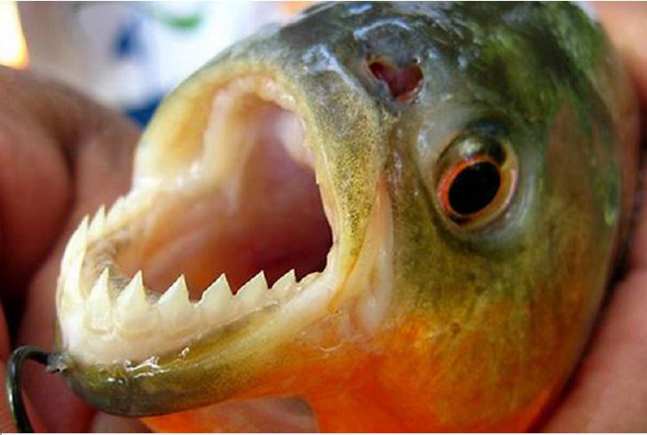 As piranhas são um grupo de peixes carnívoros de água doce. (Foto: Ilustração)