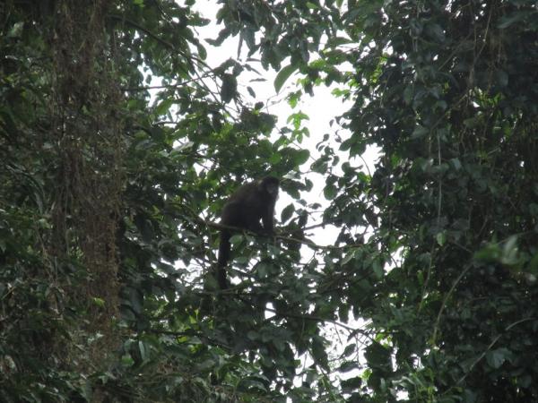 Macaco-prego foi avistado nas imediações do Centro de Visitantes no Parque Estadual do Turvo (Foto: Janaína Falcão Rauber)