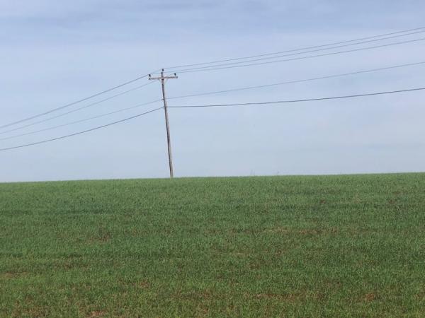 Maioria das lavouras no Estado se encontra nas fases de germinação e desenvolvimento vegetativo (Foto: Diones Roberto Becker)