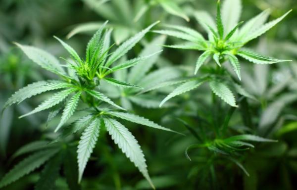 Processo regulatório das regras para plantio controlado e monitorado da Cannabis iniciou em 2017 (Foto: Reprodução/Agência do Rádio)