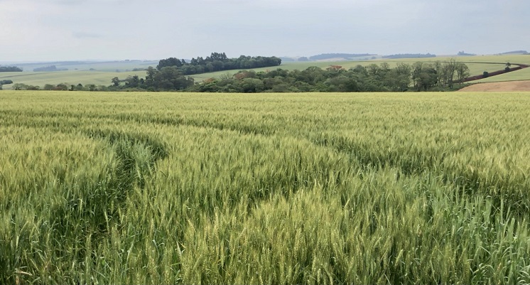 Maioria das lavouras com trigo no Estado está na fase de enchimento de grãos (Foto: Diones Roberto Becker)