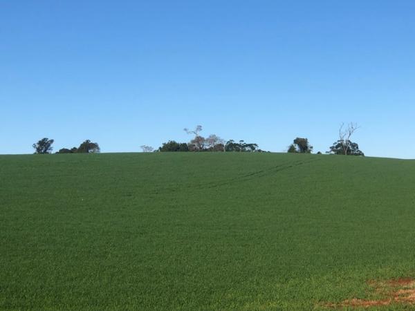 Maioria das lavouras já implantadas está nas fases de germinação e desenvolvimento vegetativo (Foto: Diones Roberto Becker)