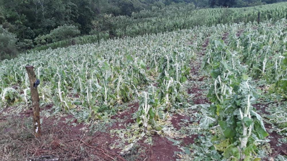 Lavouras foram afetadas em algumas localidades do interior de Três Passos (Foto: Prefeitura de Três Passos / Divulgação)