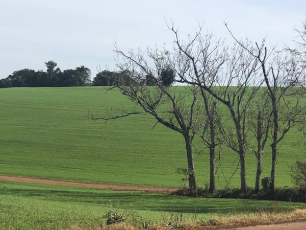 Emater-Ascar projeta o cultivo de 739,4 mil hectares de trigo neste ano no Rio Grande do Sul (Foto: Diones Roberto Becker)