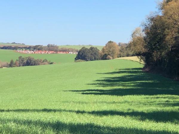 Regiões Celeiro, Noroeste Colonial e Alto Jacuí, representam 30% da área cultivada com trigo em 2019 no Estado (Foto: Diones Roberto Becker)