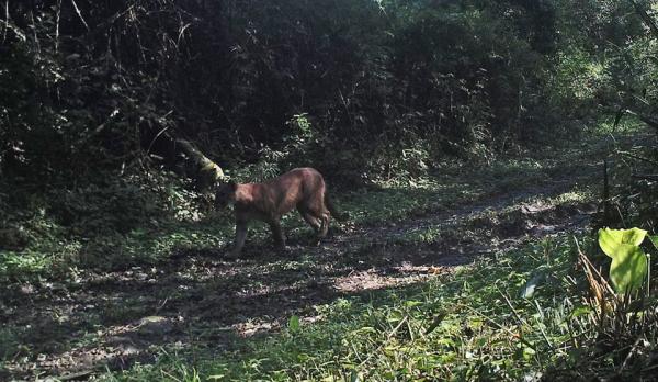 Puma foi flagrado pelas armadilhas fotográficas instaladas em pontos estratégicos da floresta (Foto: Divulgação/Parque Estadual do Turvo)