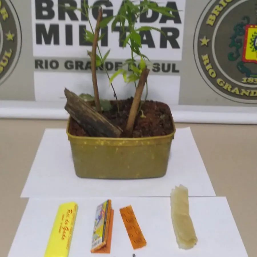 Pés e sementes da erva foram encontrados numa residência (Foto: Divulgação/BM)
