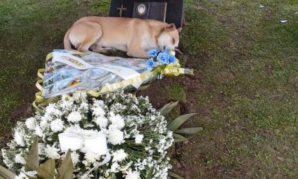 Após acompanhar o enterro e se deitar sobre o túmulo, o cachorro foi levado embora por familiares do dono (Foto: Reprodução | Twitter)