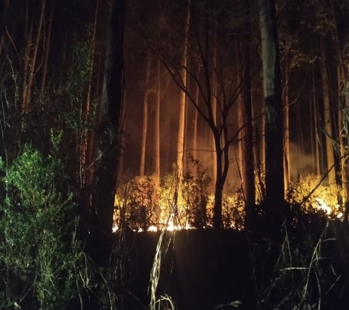 Mata de eucaliptos possui 12 hectares e cerca de 30% do total foi queimado (Foto: Jean Antonelo)