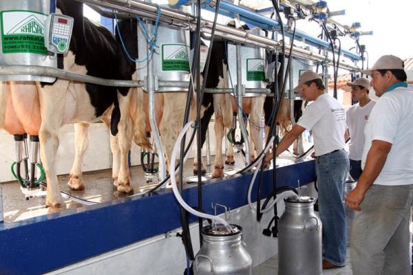 Atividade leiteira contempla mais de 7 mil famílias da região (Foto: Revista Agropecuária)