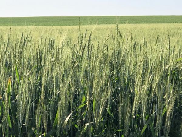 Conforme a Emater-Ascar, 59% das lavouras gaúchas de trigo estão na fase de desenvolvimento vegetativo (Foto: Diones Roberto Becker)