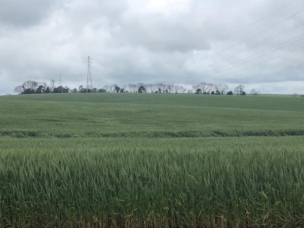 Área cultivada com trigo no Rio Grande do Sul representa 37% do total registrado no Brasil em 2019 (Foto: Diones Roberto Becker)