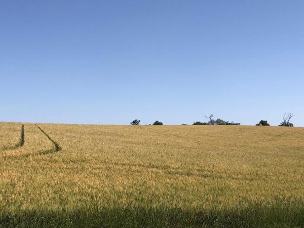 Produtores destinaram 739,4 mil hectares para a principal cultura de inverno do Estado em 2019 (Foto: Diones Roberto Becker)
