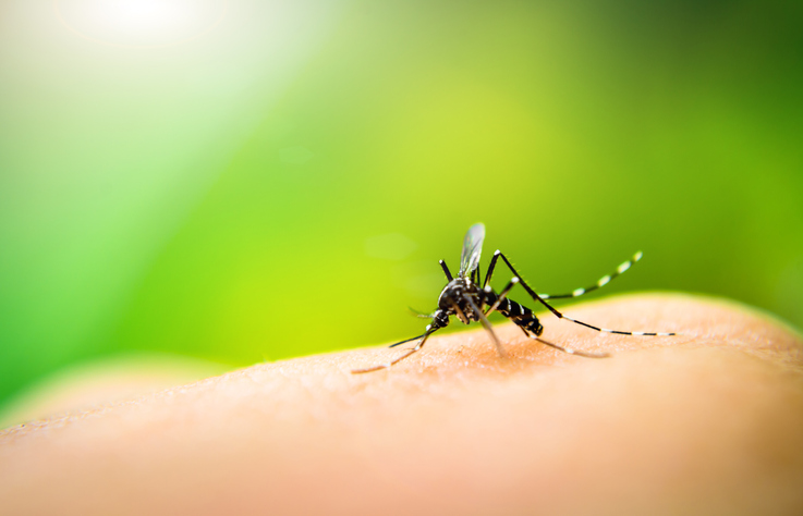 Casos de dengue estão incontrolados no região (Foto:Pfizer)