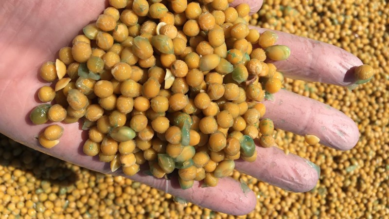 Por serem velhas, as sementes estavam sendo lavadas em betoneiras, para posterior comercialização como grãos (Foto: Divulgação | SEAPDR)