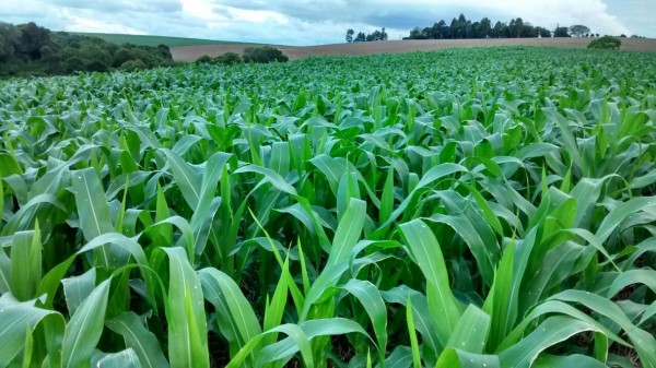 Produtores já começaram a aquisição dos insumos que serão utilizados nas lavouras (Foto: Divulgação/Emaer-Ascar) 