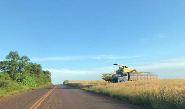 Neste ano, o Rio Grande do Sul será responsável por 37% da produção nacional do cereal ‘ouro’ (Foto: Diones Roberto Becker)