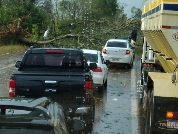 Intempérie derrubou árvores e deixou o trânsito lento na ERS 155, no interior de Ijuí (Foto: Reprodução/WhatsApp)