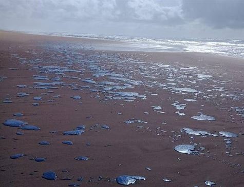 Os primeiros registros de manchas de óleo no litoral nordestino são do dia 30 de agosto - Foto: Folha PE