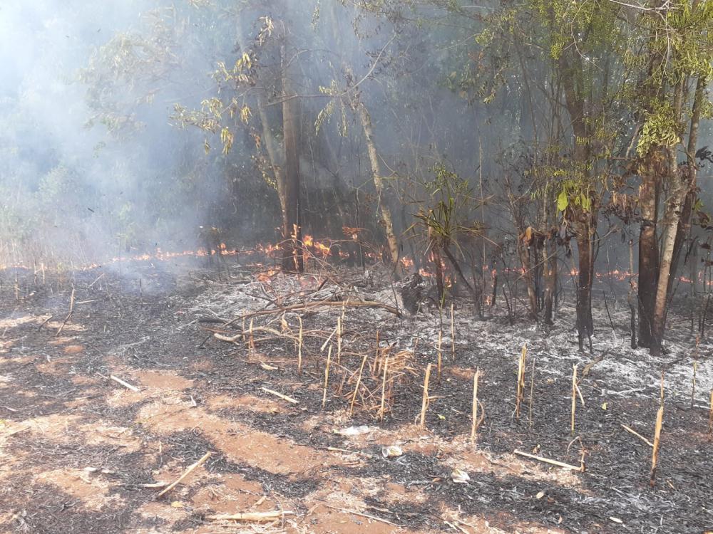 Incêndio está destruindo uma grande área de mata (Foto: Bombeiros Voluntários/Divulgação)