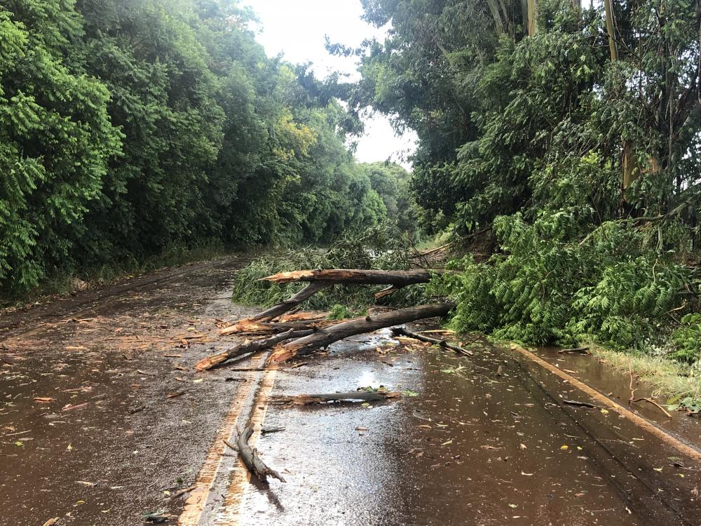 Em virtude dos vários troncos de eucaliptos, a rodovia ficou em meia pista (Foto: Diones Roberto Becker)