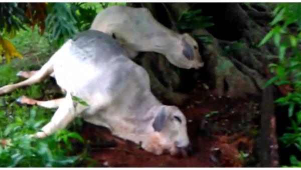 Animais morreram após serem atingidos por descarga elétrica (Foto: Edmar Maganha)