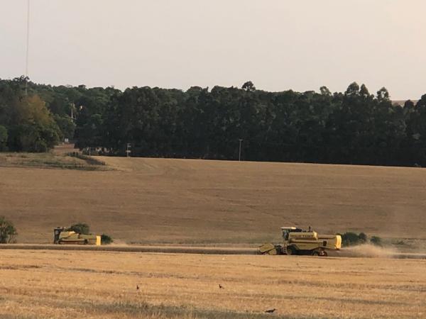 Produtividade média das lavouras ceifadas até o momento supera a marca de 50 sacas por hectare (Foto: Diones Roberto Becker)