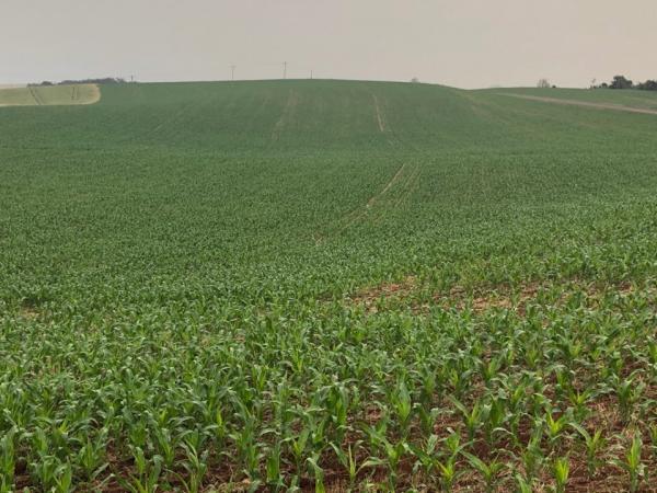 Segundo a Emater-Ascar, expectativa de rendimento da cultura é de 7.699 quilos por hectare no Rio Grande do Sul (Foto: Diones Roberto Becker)