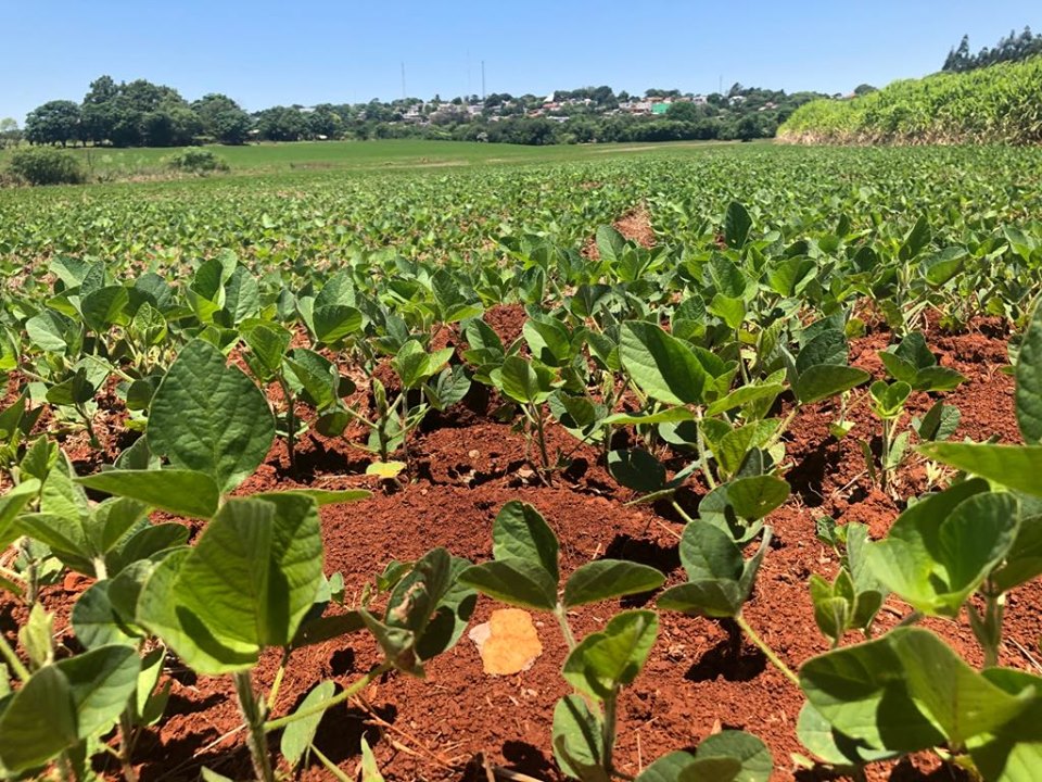 Publicação aponta que a soja deve amargar queda na produtividade de cerca de 9% em relação à safra passada (Foto: Diones Roberto Becker)