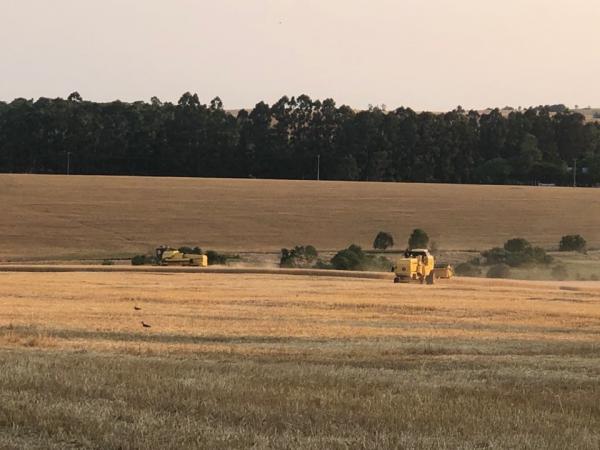 Produtores já ceifaram 80% das lavouras com trigo no Estado. O restante está nas fases de enchimento de grãos e maturação (Foto: Diones Roberto Becker)