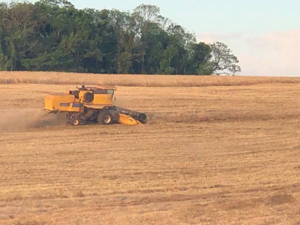 Dos 757,3 mil hectares cultivados neste ano, 91% já foram ceifados. O restante das lavouras está na fase de maturação (Foto: Diones Roberto Becker)