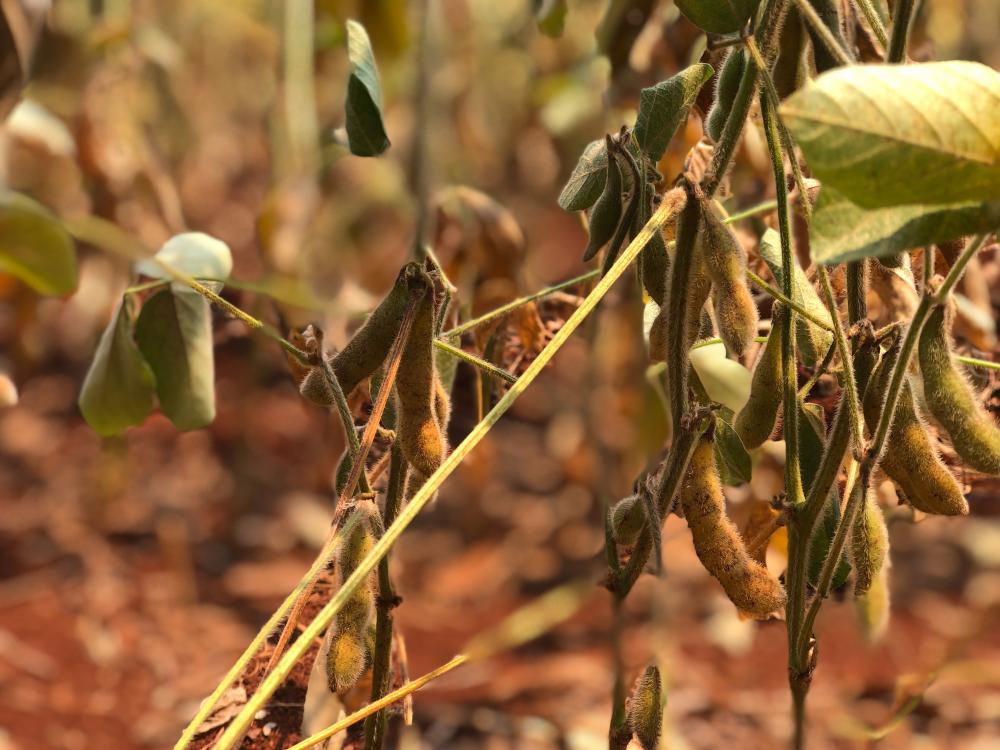 Cerca de 88 mil agricultores gaúchos terão perdas na produtividade das lavouras de soja (Foto: Diones Roberto Becker)